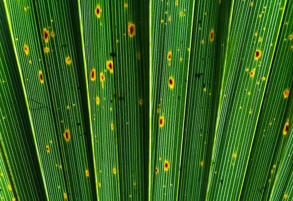 Palm tree leaf spot disease usually more of a problem in shady positions