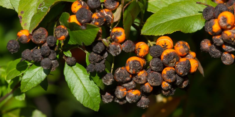 Pyracantha pests and diseases