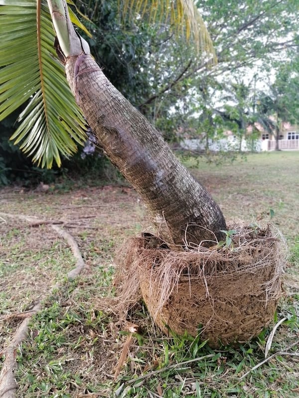 Root system of a palm that has been grown in a pot