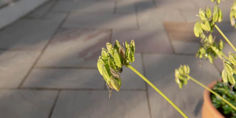 What to do with agapanthus after flowering?