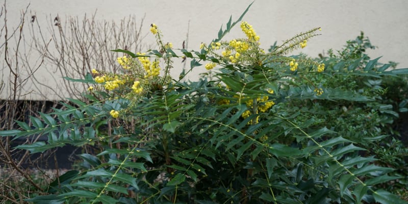 When and how to prune mahonia
