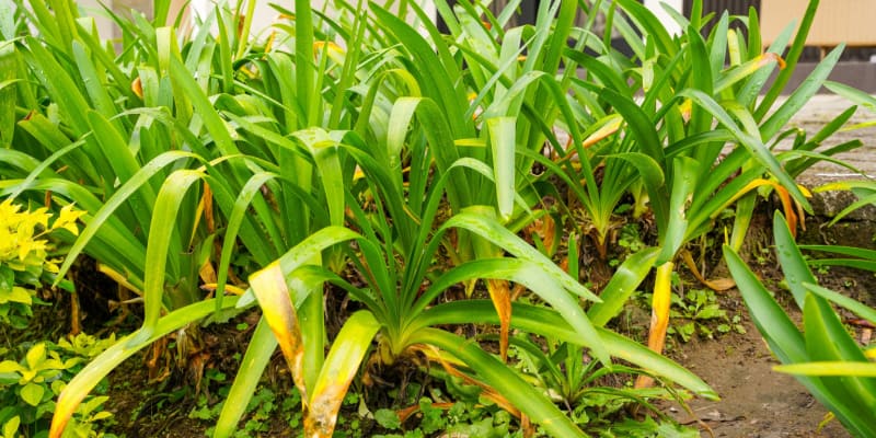 Why are my agapanthus leaves turning yellow and brown