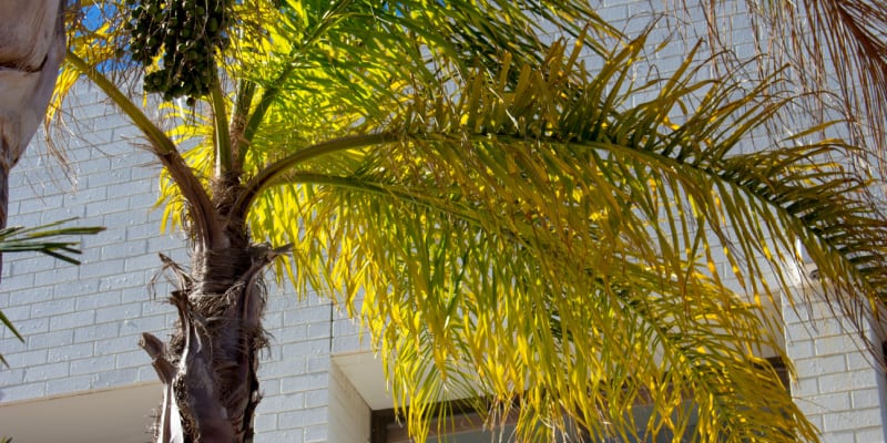 Why are my palm tree leaves turning yellow and brown
