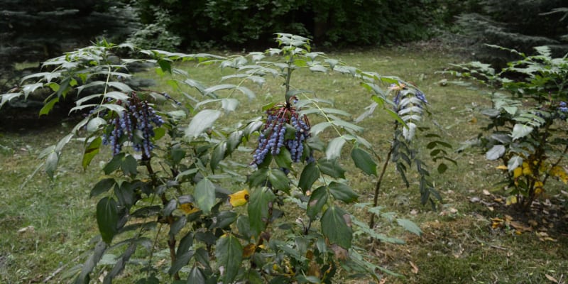 Why has my mahonia got brown spots? Rust and leaf scorch