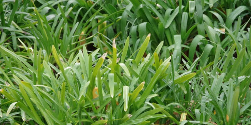 Why is my agapanthus (African lily) not flowering?