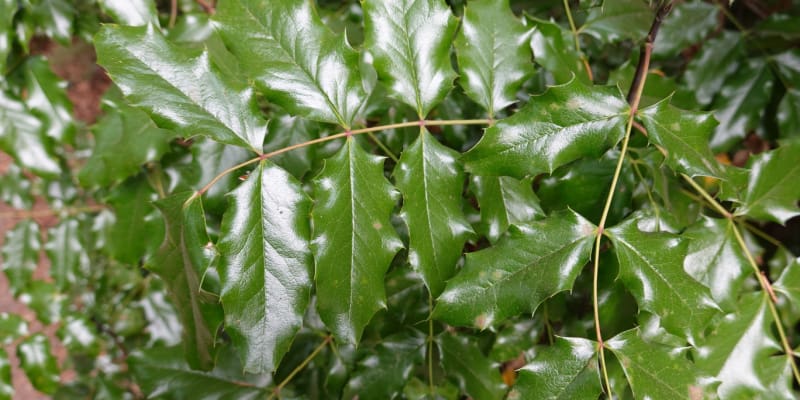 Why is my mahonia not flowering?