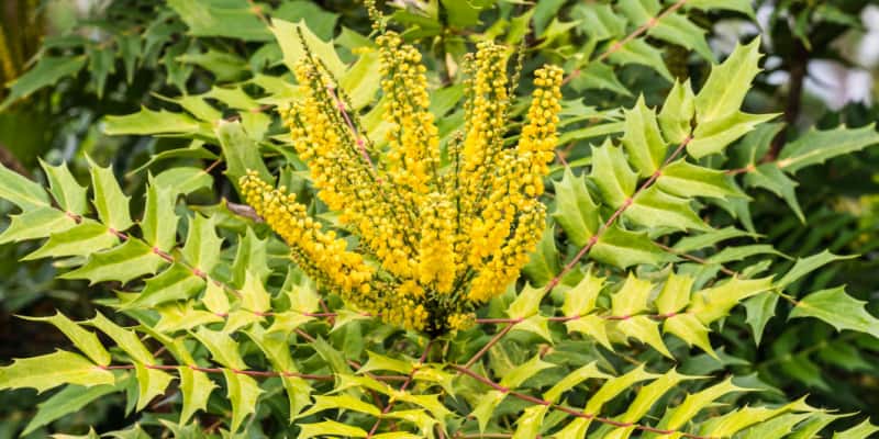 Why is my mahonia turning yellow?