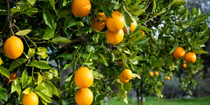 Why is my orange tree dropping fruit?