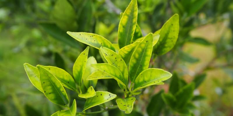 Why is my orange tree losing its leaves