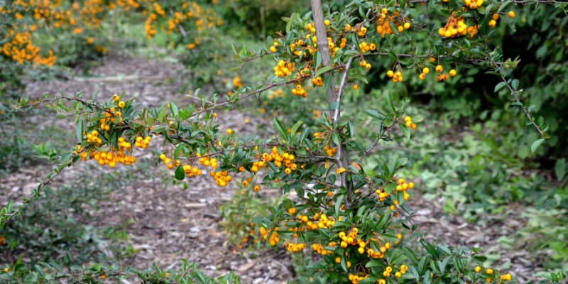 Why is my pyracantha losing its leaves?