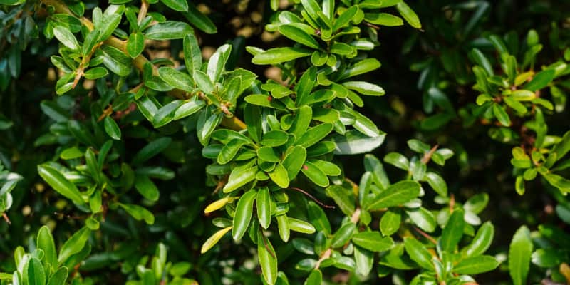 Why is my pyracantha not flowering or producing berries