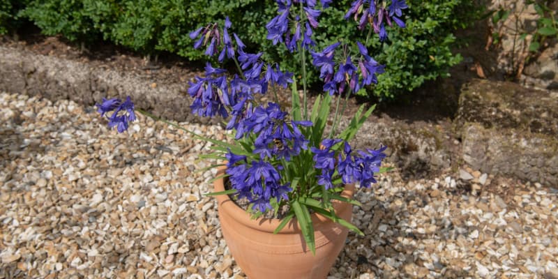 growing agapanthus in pots and how to care for them