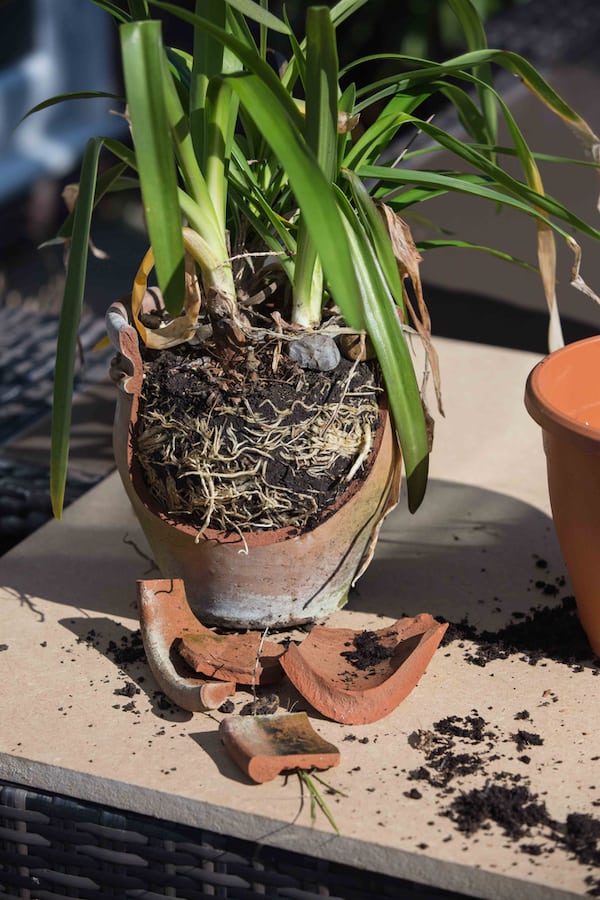 repotting agapanthus and using the broken pot as crockery in the bottom of the new pot