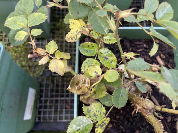 Blackspot on roses is very common but it can be controlled with good air flow and fungicides