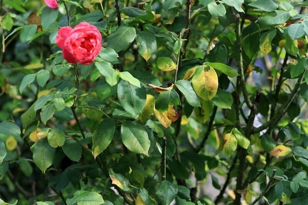 Drooping rose caused by disease and watering issues
