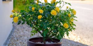 Growing roses in pots and containers