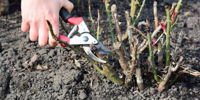 How and when to prune roses step by step