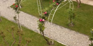 How and when to train climbing roses