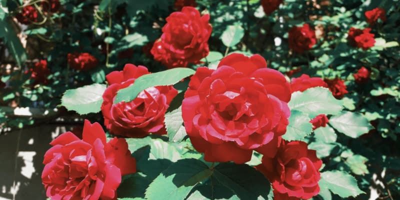 How to grow and care for roses