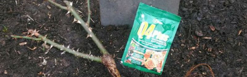 How to plant a bare root rose step by step