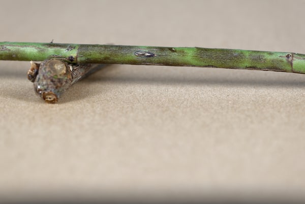 Black blotches on rose cane as a result of dieback disease