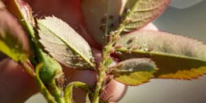 Rose pests and diseases to watch out for