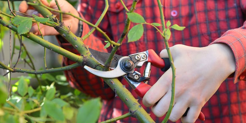 When and how to prune climbing roses