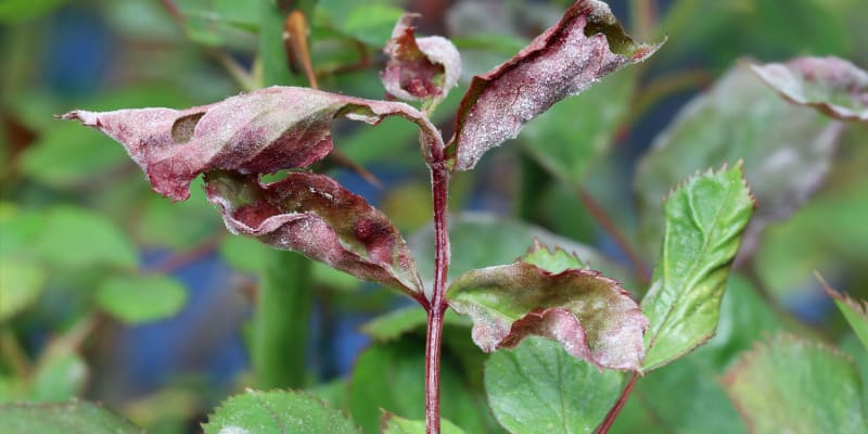 Why are my rose leaves curling and how to resolve it