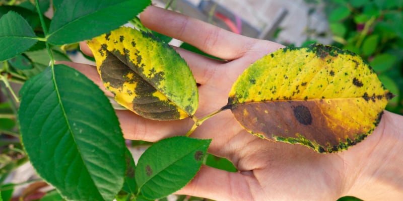 Why are my rose leaves turning yellow and how to fix it