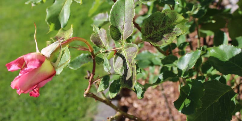 Why are my roses drooping and wilting