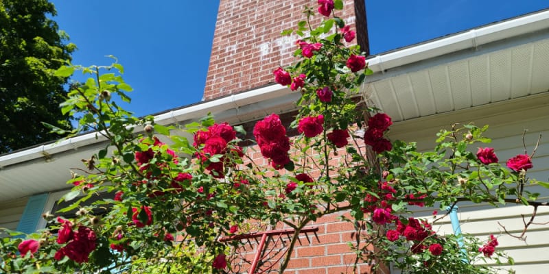 Why are my roses growing so tall and becoming leggy?