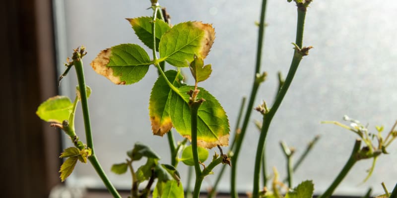 Why are my roses losing it's leaves?