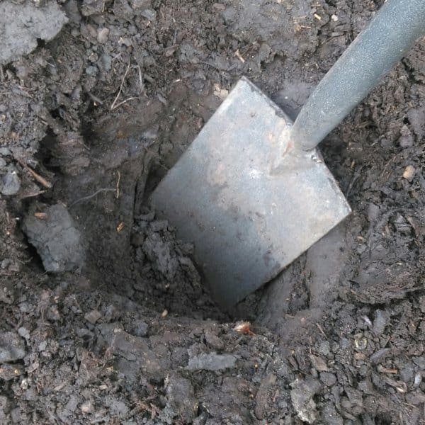 Digging a hole to plant my bare root rose
